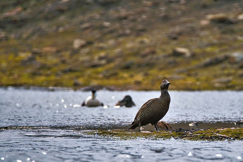 Eiderenten von Kai Müller