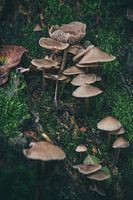 Automne - Champignons 1