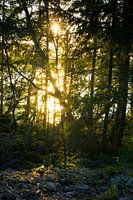 Zonlicht door de Bomen