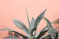 Exotische Sukkulente hebt sich von rosa Wand ab