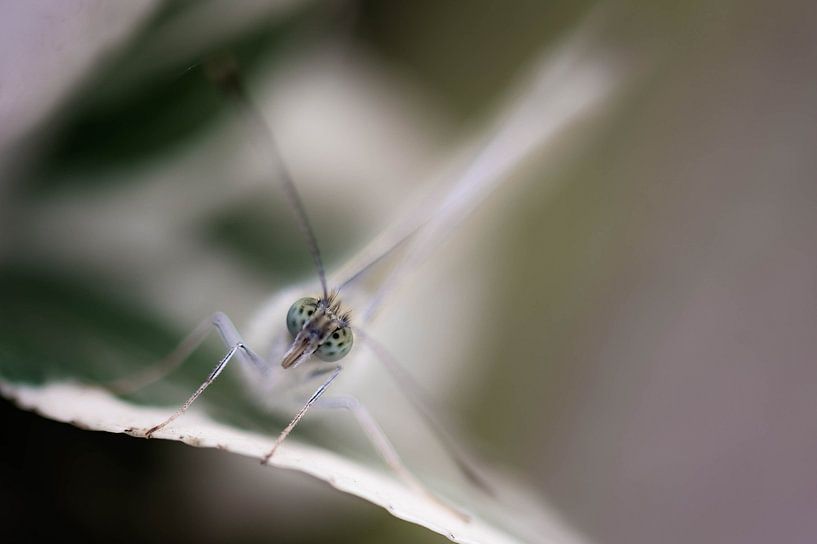 butterfly face by Tania Perneel