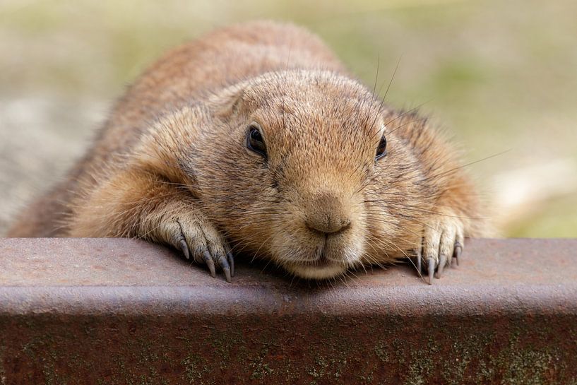Chien de prairie à queue noire par Anjo ten Kate