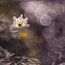 Forest anemone