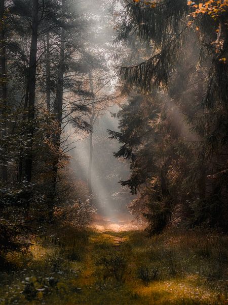Fog and sunshine in an autumn forest by Daniël de Jong