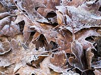 feuilles d'automne avec des feuilles mûres