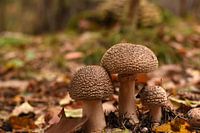 Three of a kind mushrooms Paddenstoelen 