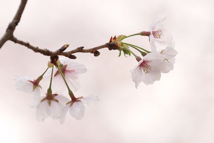 &quot;Sakura&quot; von RT Photography