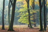 Première lumière du soleil sur un arbre en automne