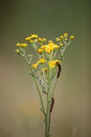 Rups van sint-jacobsvlinder op jacobskruiskruid