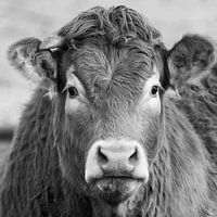 Das Porträt einer Limousin-Kuh