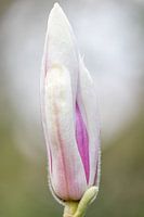 Lente | Bloem | Bokeh | Natuurfotografie