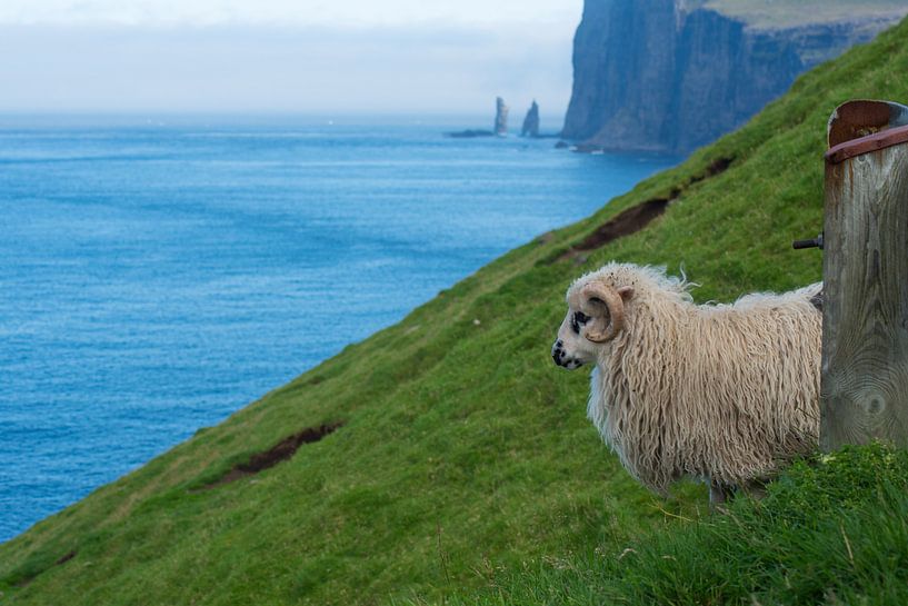 Färöisches Schaf von Robinotof