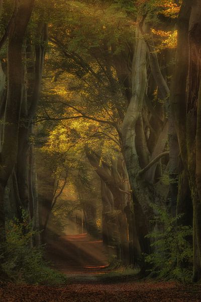 Der geheimnisvolle Wald von Moetwil en van Dijk - Fotografie