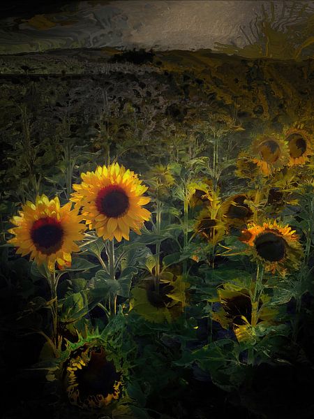 auf dem Sonnenblumen Bild auf Leinwand Schöne Sonnenblumen blühen auf dem Feld
