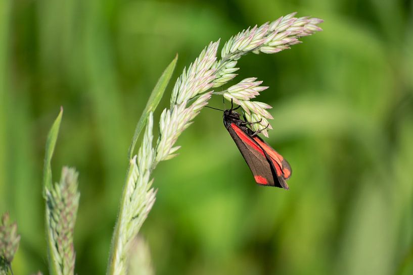 Frühling Schmetterling von Caro Hum