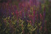 Die Welt des Staudenknöterichs