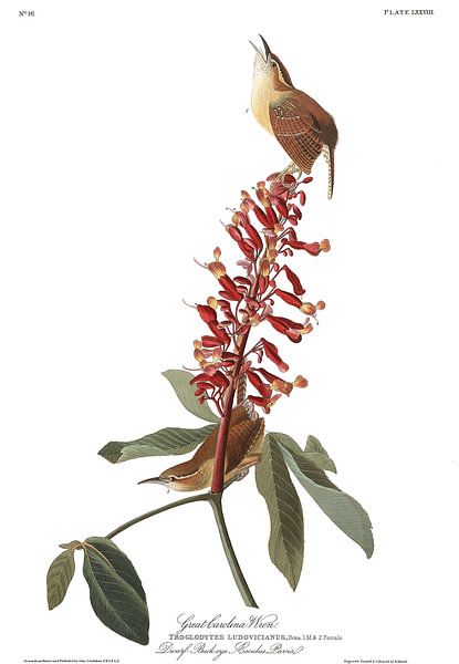 Great Carolina Wren by Birds of America