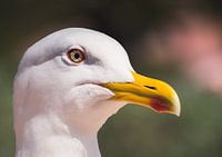 Eye of seagull