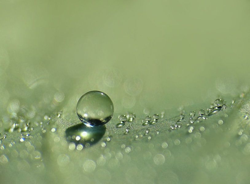 Green Pearl by Caroline Lichthart