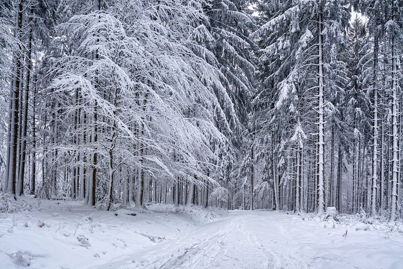 Tief verschneit von Uwe Ulrich Grün