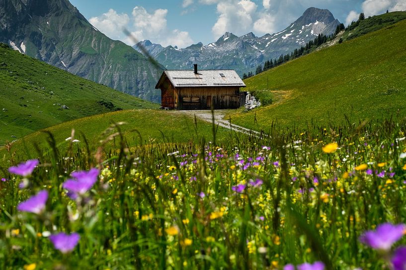 Alpine meadow in Austria by Erich Fend
