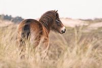Exmoor Pony in Dünenlandschaft