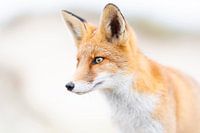 The gentle wildness of nature I