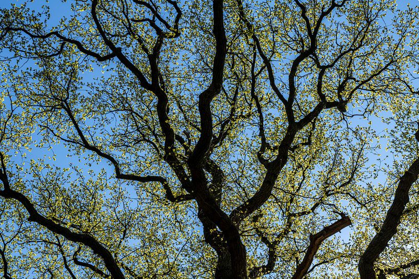 vieux chêne au printemps par Hanneke Luit