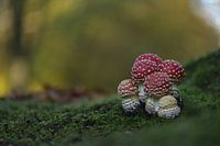 Rot mit weißen Punkten - Fliegenpilz
