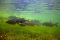 Migrer les bernaches dans les plaines inondables inondées