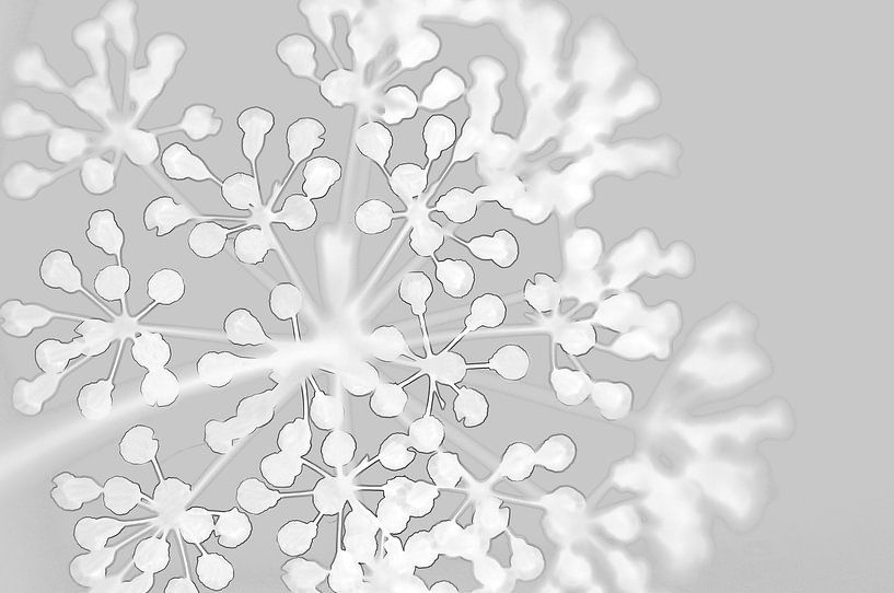 Etoile végétale von Martine Affre Eisenlohr