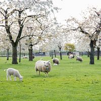 schapen en lammetjes in de lente onder bloeiende kersenbomen