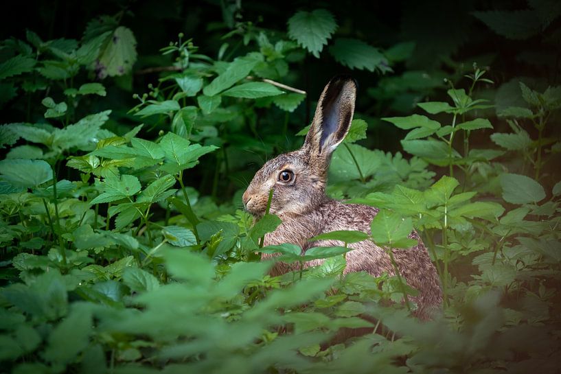 Lapin de garenne par Uwe Ulrich Grün