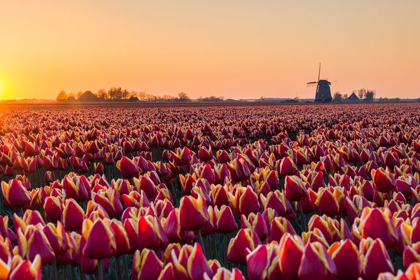 Or et orange par Max ter Burg Fotografie
