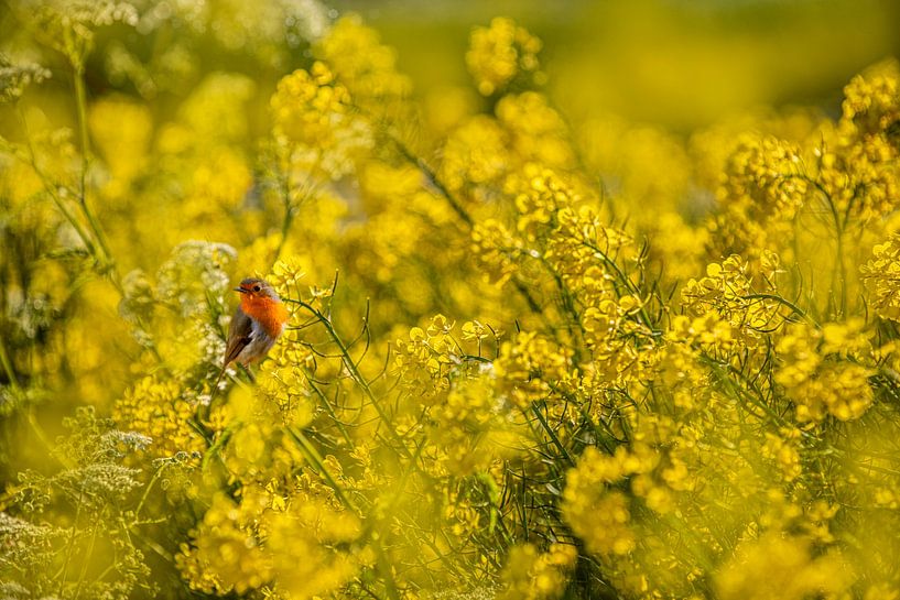Rotkehlchen im Rapsfeld von Brian Morgan