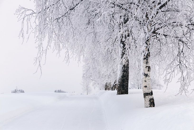 Verschneite Birkenallee im winterlichen Norwegen von Adelheid Smitt
