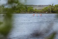 Flamingo's à Curaçao (Jan Kok)