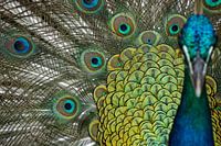 Indian peacock