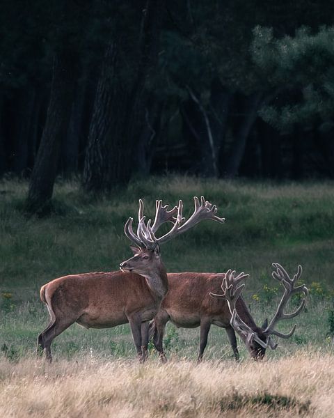 Cerf élaphe à la lumière du soir par Roy Kreeftenberg