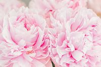 charming pastel pink peonies