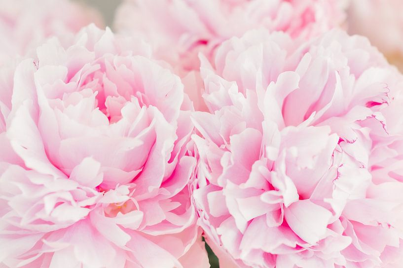 charming pastel pink peonies by Franci Leoncio