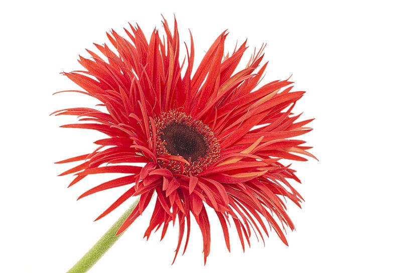 Gerbera von Tanja van Beuningen
