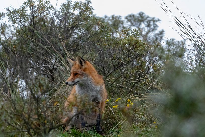 Renard sur la dune par Merijn Loch