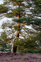 Free-standing pine in the Lüneburg Heath