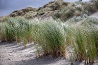 Dune grass beach Ameland