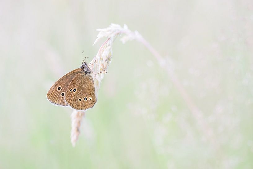 Vacher sur un brin d'herbe par Danny Slijfer Natuurfotografie