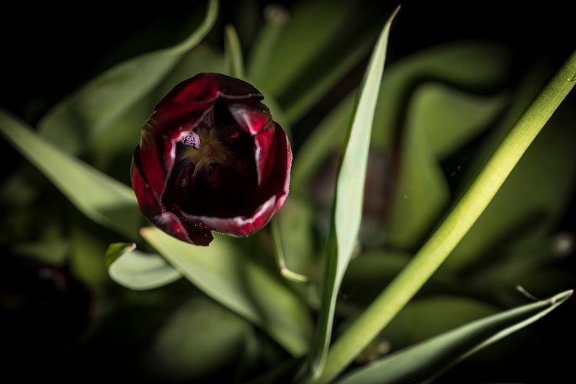 Tulipe par Geert-Jan Timmermans