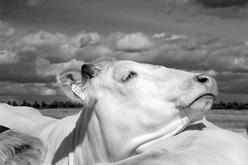 Cow in the pasture by Ans Houben