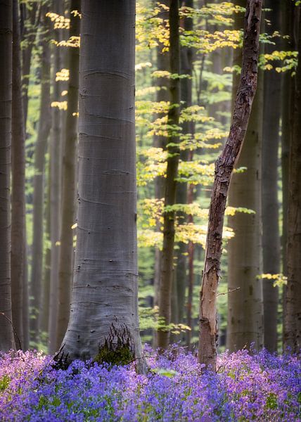 Hallerbos par Jeroen Linnenkamp