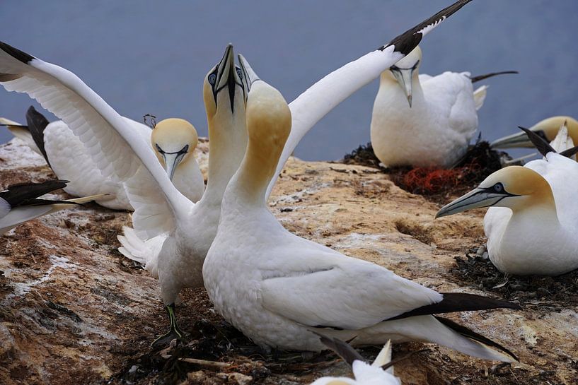 Brütende Basstölpel auf der Insel Helgoland. von Babetts Bildergalerie